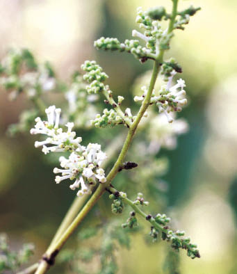 แข้งกวาง Wendlandia tinctoria (Roxb.) DC.<br/>RUBIACEAE